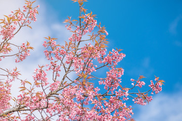 Pink blossoms on the branch with blue sky during spring blooming,.Branch with pink sakura blossoms, Chiang Mai, Thailand.Blooming cherry tree branches against a cloudy blue sky Himalayan blossom