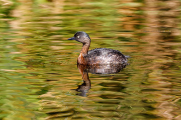 Dabchick - Endemic New Zealand Grebe