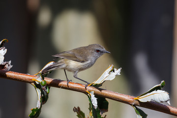Grey Gerygone (warbler) in New Zealand