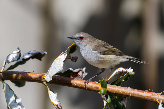 Grey Gerygone (warbler) In New Zealand