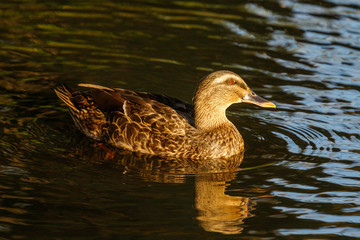 Obraz premium Mallard Duck