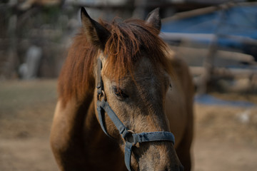 Naklejka premium animal