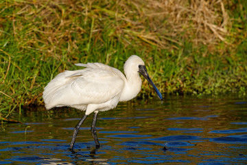 Royal Spoonbill in Australasia