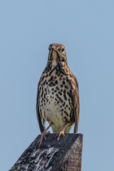Song Thrush