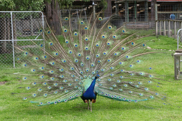 Naklejka premium peacock with feathers 