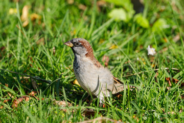 House Sparrow