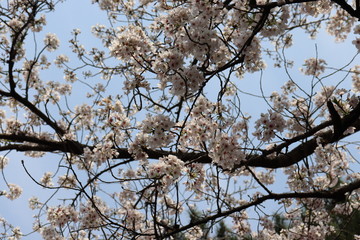 日本の桜