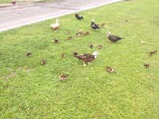 Mother Ducks and Baby Ducklings