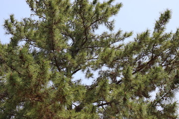 日本の綺麗な植物