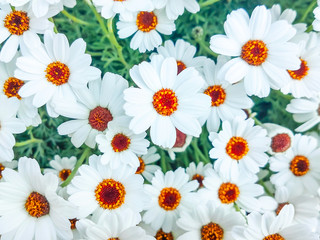 白い花の花畑