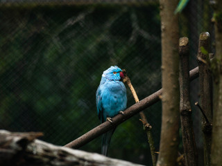 Blue rose-ringed parakeet on a branch.