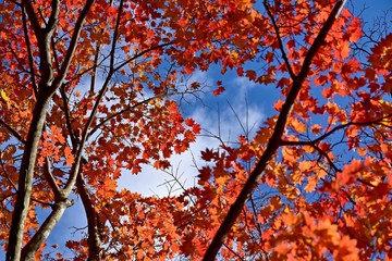 青空バックに輝くモミジの紅葉