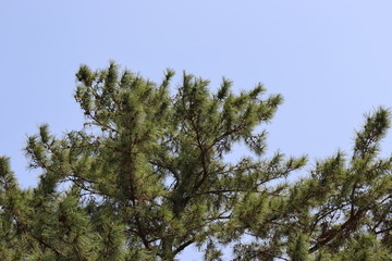 日本の綺麗な植物