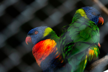 Two Rainbow Lorikeets sitting together.