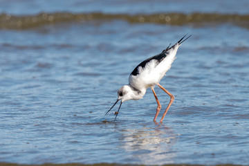 Pied Stilt in Australasia