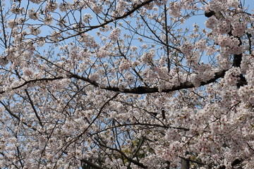日本の桜