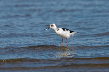 Pied Stilt in Australasia