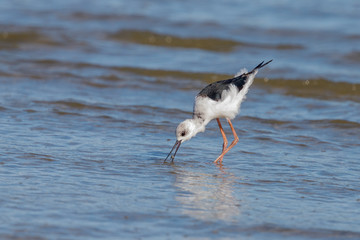 Pied Stilt in Australasia