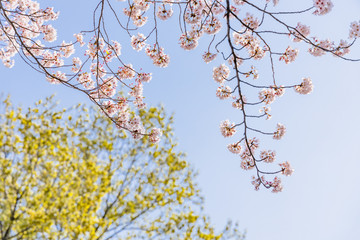 青空と美しい桜の花