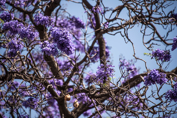 Jacarandas en México