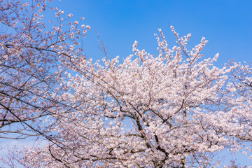 青空と美しい桜の花