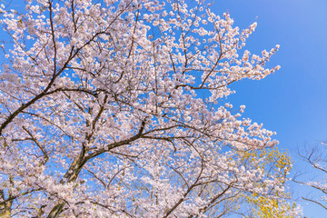 青空と美しい桜の花