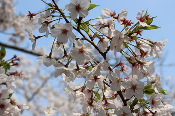日本の桜