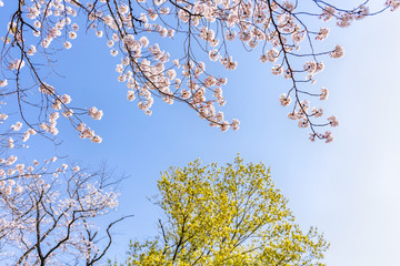 青空と美しい桜の花