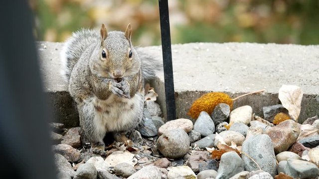Cute Gray Squirrel - sciurus carolinensis - eastern gray squirrel or grey squirrel, eating seeds and nuts amongst rocks and autumn leaves in the garden.