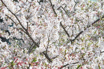 Tokyo,Japan-April 4, 2020: Screenful Cherry blossoms in full bloom in Tokyo.
