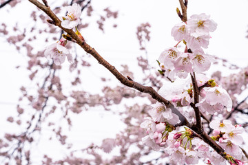 山梨県 勝沼ぶどう郷の甚六桜