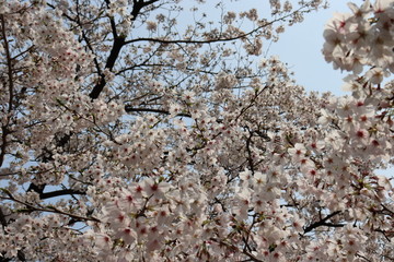 日本の桜
