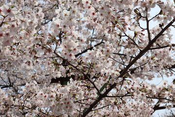 日本の桜