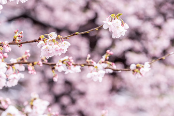 山梨県 勝沼ぶどう郷の甚六桜