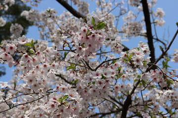 日本の桜