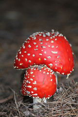 Toadstools 