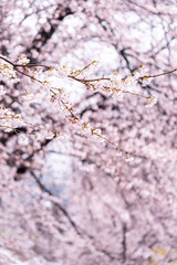山梨県 勝沼ぶどう郷の甚六桜