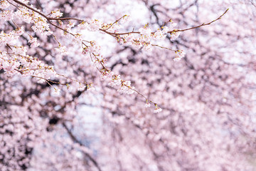 山梨県 勝沼ぶどう郷の甚六桜