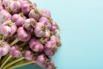 Bunch of fresh garlic bulb on pastel color background preparing for cooking, food ingredients
