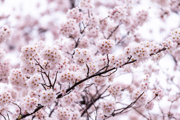 山梨県 勝沼ぶどう郷の甚六桜