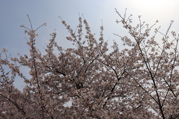 日本の桜