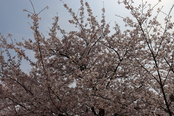 日本の桜