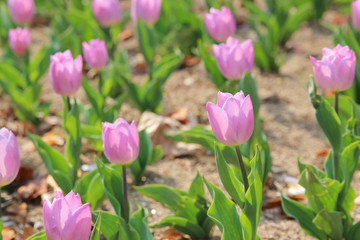 pink tulip flowers in sunny spring day closeup out of focus seoul korea