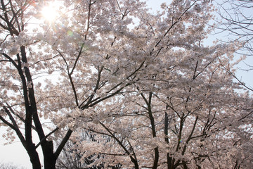 cherry blossoms in sunny spring day close up out of focus seoul korea