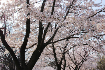 cherry blossoms in sunny spring day close up out of focus seoul korea
