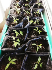 Seedlings, tomato sprouts in individual cups. Kitchen garden, cottage.