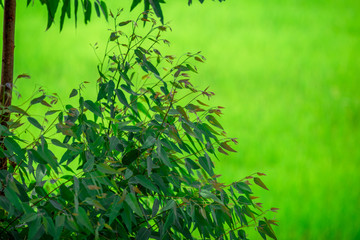 natural background of a group of trees that change color,according to the summer or the deciduous period,the beauty of the ecosystems that change over time