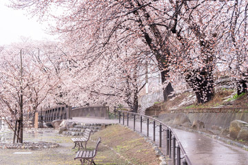 Fototapeta premium 山梨県 勝沼ぶどう郷の甚六桜