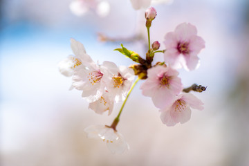 cherry blossom in spring