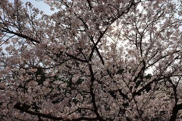 日本の桜